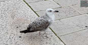 Segue i pescatori li chiama e pretende del cibo: e Pasquale il gabbiano di N-derr'a la lanze